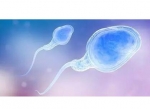 关于精子的三大常识，备孕夫妻你们知道吗?